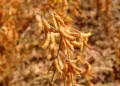 Colheita de soja do Brasil alcança 84% de área cultivada
