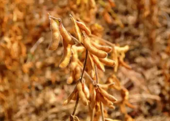 Colheita de soja do Brasil alcança 84% de área cultivada