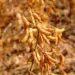 Colheita de soja do Brasil alcança 84% de área cultivada