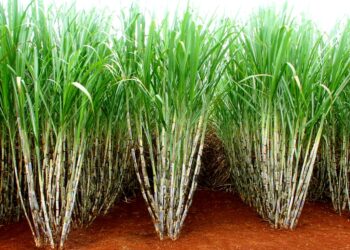 Safra na região Centro-Sul inicia com média de 72,7 toneladas por hectare