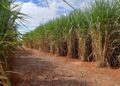Moagem canavieira atinge 56,96 milhões de toneladas na reta final da safra no Norte e Nordeste