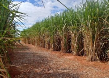 Moagem canavieira atinge 56,96 milhões de toneladas na reta final da safra no Norte e Nordeste