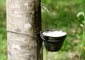 Produção nos seringais aumenta com temperaturas mais baixas