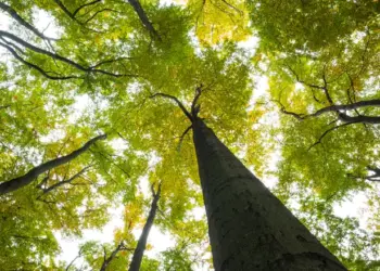 Projetos de carbono neutro aumentam produtividade do agronegócio