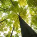 Projetos de carbono neutro aumentam produtividade do agronegócio