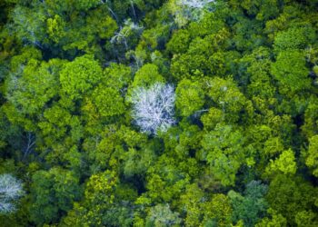 CFC realiza o 1º Fórum de Sustentabilidade do CBPS