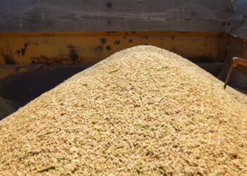 Preço do arroz deve ser impactado no curto prazo