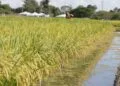 Governo federal libera R$ 6,7 bilhões para compra pública de arroz importado