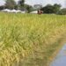 Governo federal libera R$ 6,7 bilhões para compra pública de arroz importado