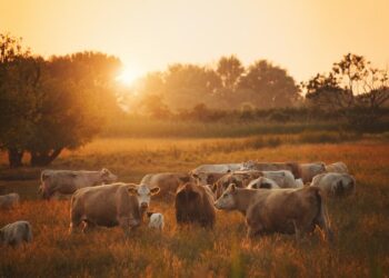 Calor excessivo pode reduzir produtividade brasileira em 6%
