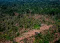 Desmatamento no Brasil cai 11,6%, aponta MapBiomas