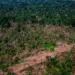 Desmatamento no Brasil cai 11,6%, aponta MapBiomas