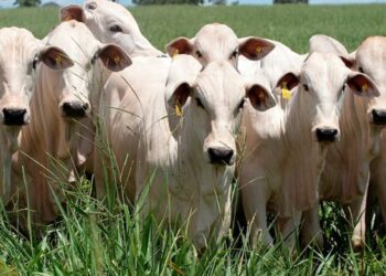 Abril foi 3º melhor mês em volume de carne bovina exportada