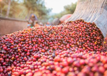 Brasil tem colheita de café adiantada e vendas atrasadas