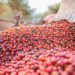 Brasil tem colheita de café adiantada e vendas atrasadas