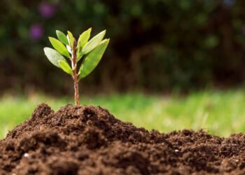 Tópico investe em reflorestamento da Mata Atlântica