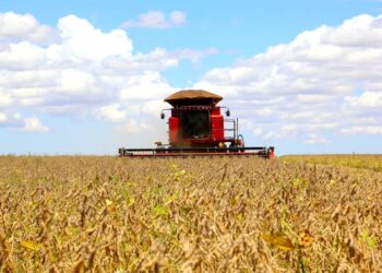 Colheita de soja 2023/24 atinge 98,8% da área no País, aponta Conab