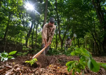 Reflorestar e manter a floresta são ações interligadas de ESG