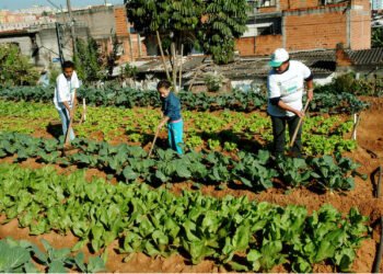 Nova lei pretende estimular a produção de alimentos nas cidades