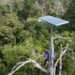 Cientistas desenvolvem tecnologia para florestas tropicais