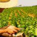 Agronegócio brasileiro abre 72 novos mercados no primeiro semestre