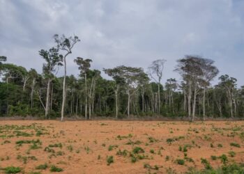 BTG Pactual e IFC mobilizam US$ 50 milhões para reflorestamento