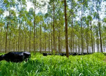 Selo Verde impulsiona práticas de ESG no agronegócio brasileiro