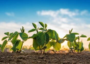 Anec reduz previsão de exportação de soja