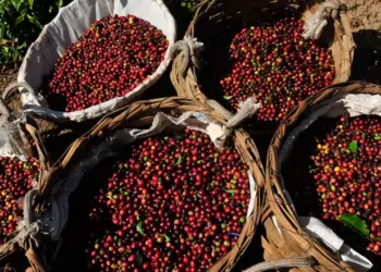 Governo divulga lista de marcas e lotes de café impróprias para consumo