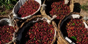 Governo divulga lista de marcas e lotes de café impróprias para consumo