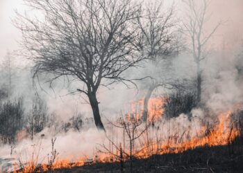 Lula edita MP que libera R$ 137,6 milhões para combate a queimadas