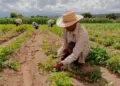 Crédito para agricultura familiar dobra no Plano Safra 24/25