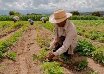 Crédito para agricultura familiar dobra no Plano Safra 24/25