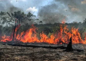 Desmatamento e queimadas ameaçam futuro do Agronegócio
