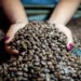 Contrato futuro de café começa a ser negociado na B3