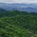 Operação contra o desmatamento começa em 17 estados do Brasil