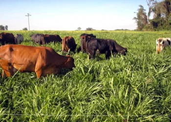 Agropecuária brasileira se torna referência global em sustentabilidade