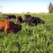 Agropecuária brasileira se torna referência global em sustentabilidade
