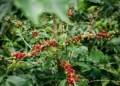 Preço recorde de café estimula novas áreas de produção no Brasil