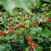 Preço recorde de café estimula novas áreas de produção no Brasil