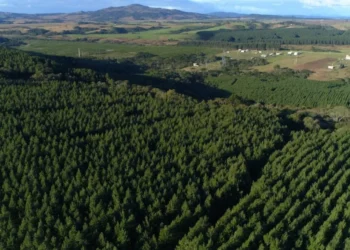 Simpress compensa 4 mil toneladas de carbono