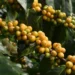 Café futuro fica mais barato com previsão de chuvas no Brasil