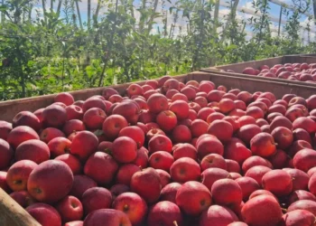 Rasip remove mais carbono do que emitiu, no último ano