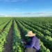 Setor celebra Dia do Trabalhador Rural com liderança em empregos e alta valorização profissional