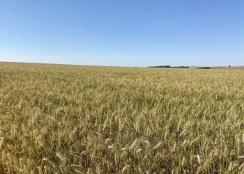 Safra de trigo em São Paulo sofre com instabilidade climática 