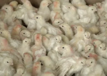 Campanha global exige transparência de empresas que assumiram compromissos pelo banimento dos ovos de gaiolas 