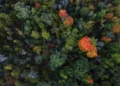 Créditos de Biodiversidade para corporações interessadas estão sendo ofertados