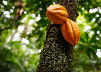 Pará lidera expansão da cacauicultura