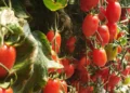 Manejo simplificado de tomate grape permite que médios e pequenos produtores entrem no segmento gourmet