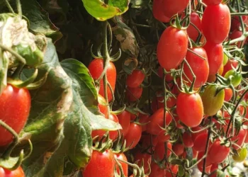 Manejo simplificado de tomate grape permite que médios e pequenos produtores entrem no segmento gourmet